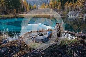 Landscape with old stump and blue lake. Altay Mountains. Russia. photo