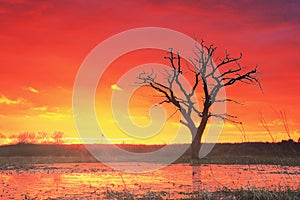 Landscape of an old tree against a red hot sunset sun.