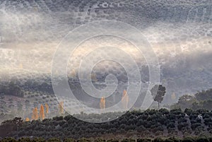 Landscape of olive fields with fog, olive grove, Jaen, Spain