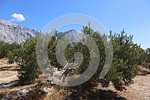 Landscape olive garden at the foot of the mountains on a sunny summer day, Croatia, Baska Voda