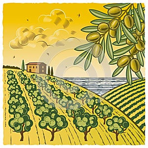 Landscape with olive grove