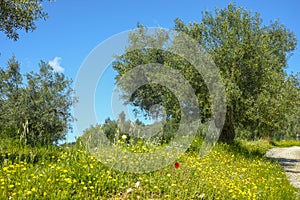 Landscape with olive trees grove in spring season with colorful blossom of wild flowers