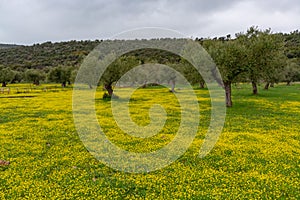 Landscape with olive trees grove in spring season with colorful blossom of wild yellow flowers
