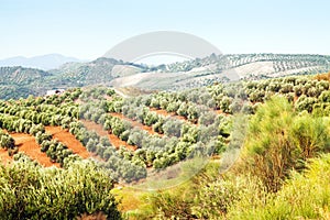 Landscape with Olives plants