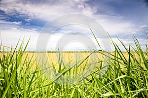 Landscape of an open field with green grass