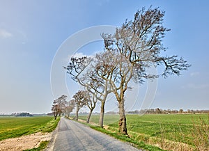 Landscape of open road near leaning trees due to strong winds. A beautiful windy summer day with roadway or route near