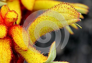 Landscape Orange kangaroo paw, Anigozanthos `Landscape Orange`