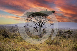 Landscape of an orange sunset with an African acacia tree in the background in the African savannah in austral winter