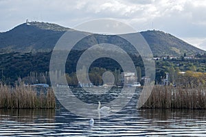 Landscape from Orestiada Lake of Kastoria, Greece. With a swan.