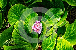 Landscape of ornamental flower Berkeley  California on a blue sky day