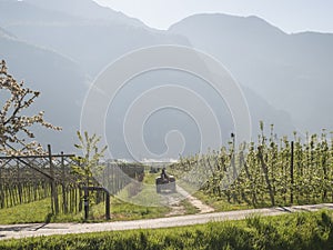 Landscape over trentino Valley apple and grapes