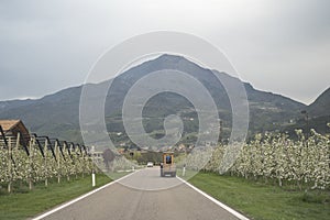 Landscape over trentino Valley apple and grapes