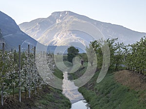 Landscape over trentino Valley apple and grapes