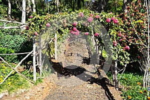 Landscape over a wooden arch full of red or pink flowers in a garden
