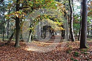 Forest path in Autumn, utrechtse heuvelrug in the Netherlands photo