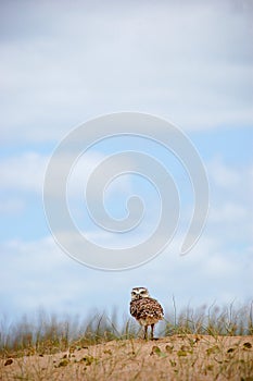 Landscape with a owl standing on a beach sand dune