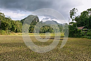 Landscape of paddies and mountains in Sulawesi photo