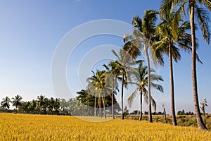 Landscape of Paddy field