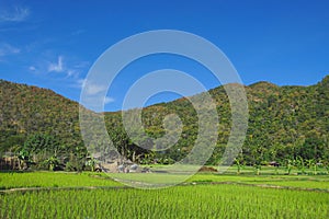 Landscape of paddy field in Pha Bong Village, Mae Hong Son