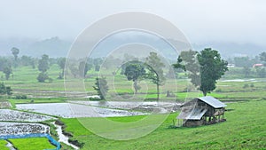 Landscape of paddy field in rainy day, Agriculture scene