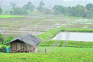 Landscape of paddy field in rainy day, Agriculture scene