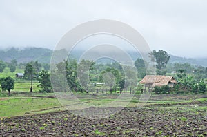 Landscape of paddy field in rainy day, Agriculture scene