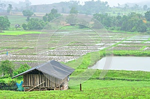 Landscape of paddy field in rainy day, Agriculture scene