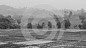 Landscape of paddy field in rainy day, Black and white photography