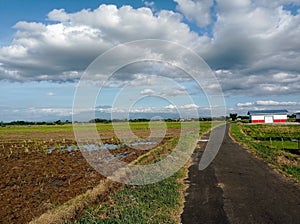 Landscape of Paddyfield in Pranan with Mount Lawu in the Background