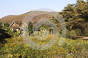 Landscape in Pai