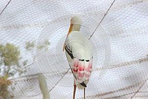 Landscape of Painted Stork standing in the zoo