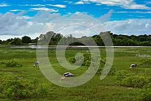 Landscape with painted storks