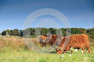 Landscape with a pair of grazing reddish brown Scottish Highlander bulls with fully grown horns