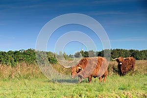 Landscape with a pair of grazing reddish brown Scottish Highlander bulls with fully grown horns