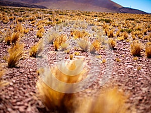 Landscape of Paja Brava, San Pedro de Atacama with a field of grass growing on the ground photo