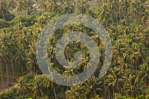 Landscape of a palm grove at sunset, island of Koh Chang, Gulf of Thailand