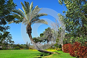 Landscape with palm tree in the public park Ramat Hanadiv, Israel
