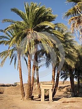 Landscape with palm trees architecture of the ancient city of Luxor in Egypt