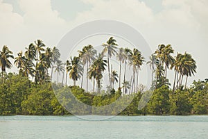 Landscape of palm trees and natural mangroves, Gulf of Thailand