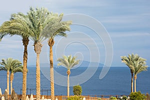 Landscape with palm trees at the sea background