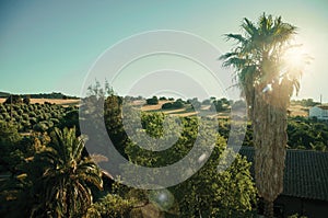 Landscape with palm trees at sunset