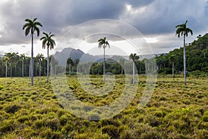 Landscape with palms near Baracoa, Cu