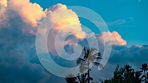 Landscape of palms under a blue cloudy sky with a plane flying under it