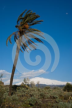 Landscape for a palmtree and volcano Etna