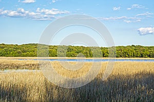 Landscape in Palud Ornithological reserve, Istria, Croatia