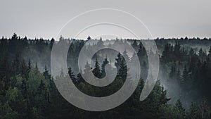 Landscape panorama of dark misty fir forest in the fog