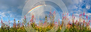 Landscape panorama with flowering meadow and rainbow in sky