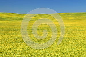 Field of Canola in Full Bloom on the Great Plains, Alberta, Canada