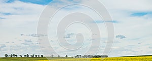 landscape panorama of rural canola farm fields