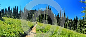 Landscape Panorama of Summer Flowers Blooming in the Meadows in the Sky, Selkirk Mountains, Mount Revelstoke National Park, BC